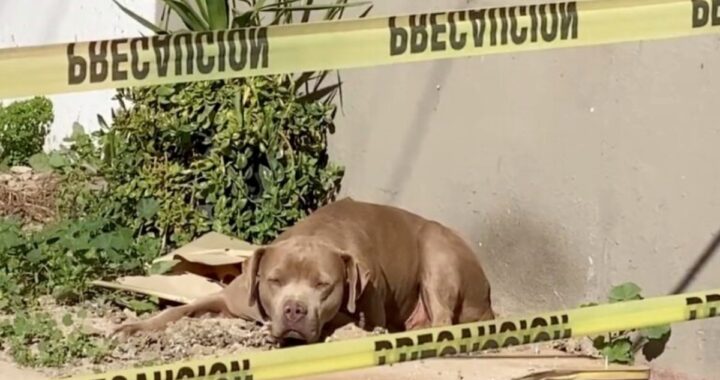 Cagnolino aspetta il ritorno di sua madre