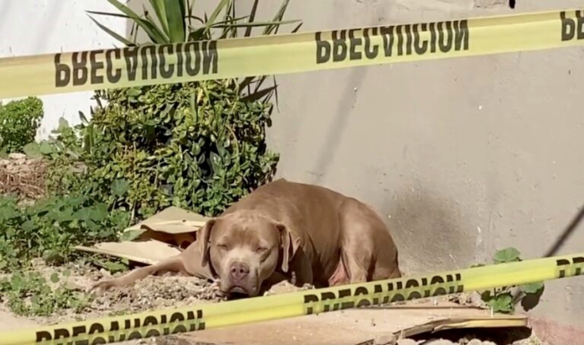 Cagnolino aspetta il ritorno di sua madre