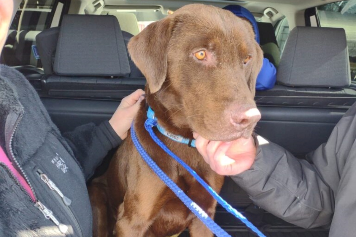 Cagnolino con la testa bloccata in un barattolo