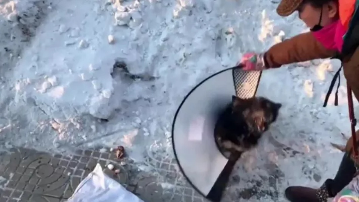 salvataggio cane nel ghiaccio 
