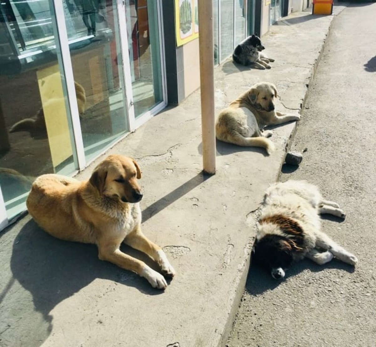 la donna e i cani randagi 