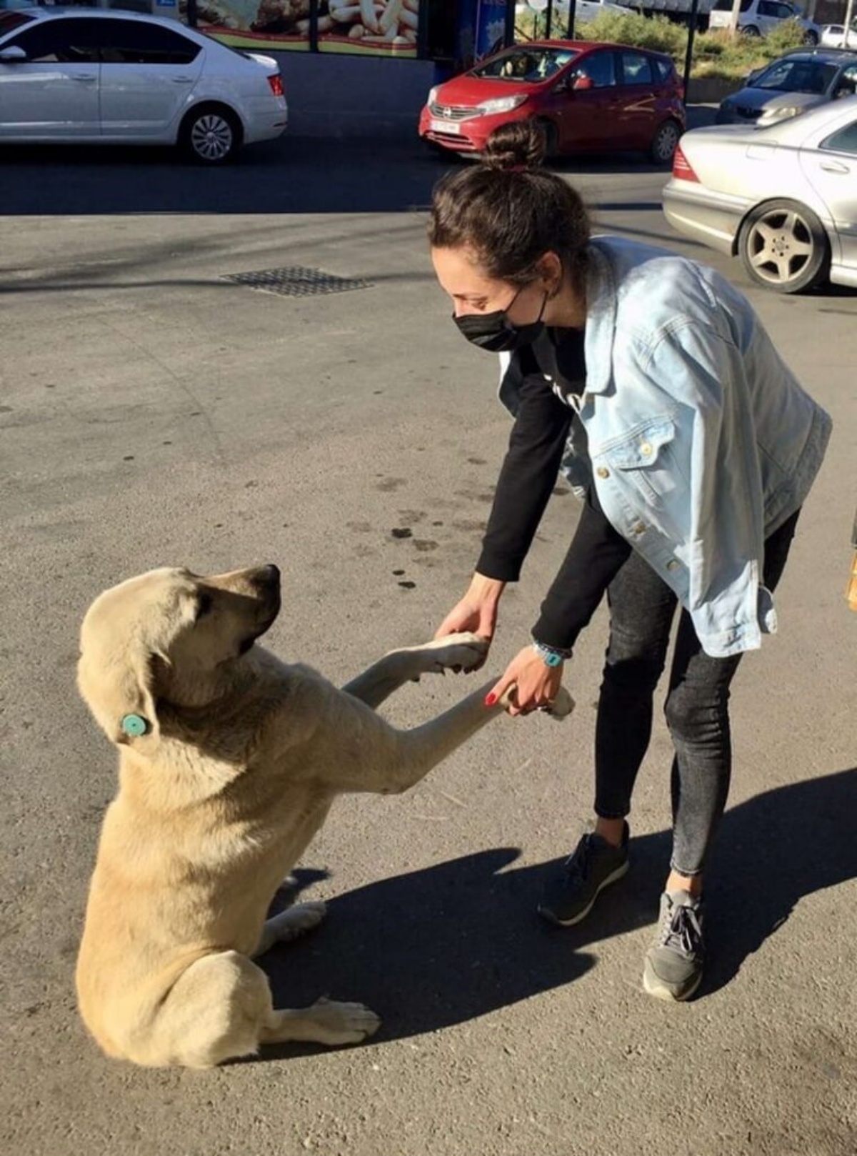 la donna e i cani randagi