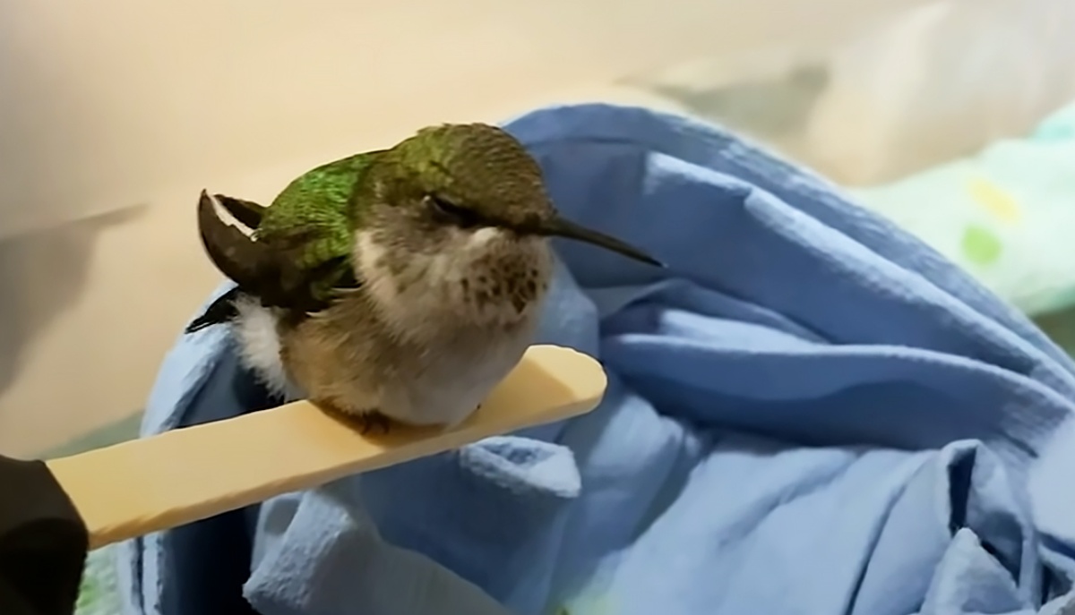 Il salvataggio di un colibrì