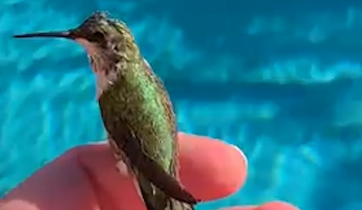 Il salvataggio di un colibrì