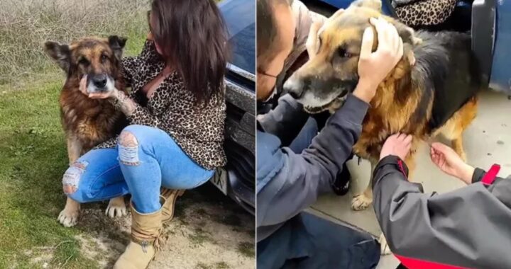 Dopo 7 anni il cane Dico ritrova la famiglia
