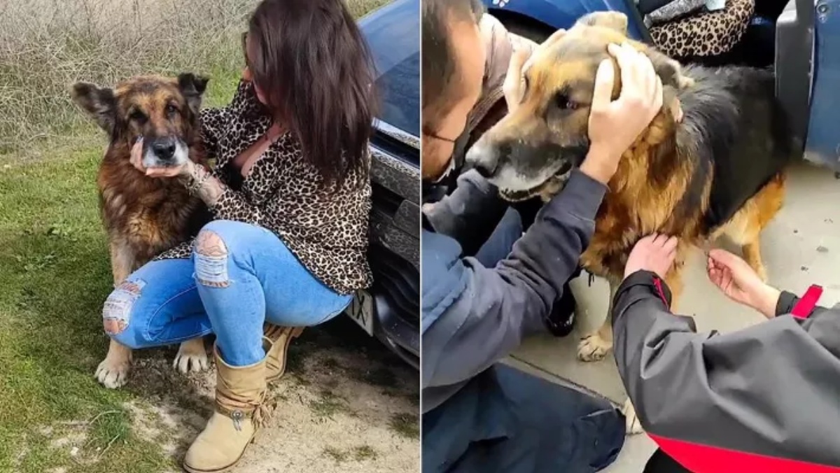 Dopo 7 anni il cane Dico ritrova la famiglia