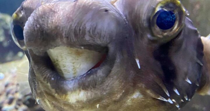Goldie dal dentista