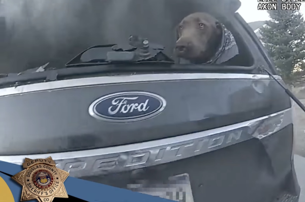 Il salvataggio del cane Hank