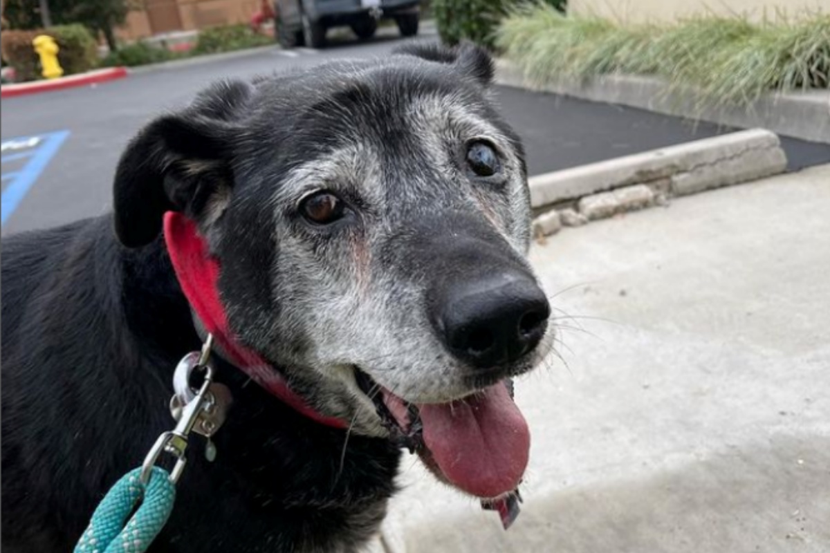 La commovente storia del cane Henry