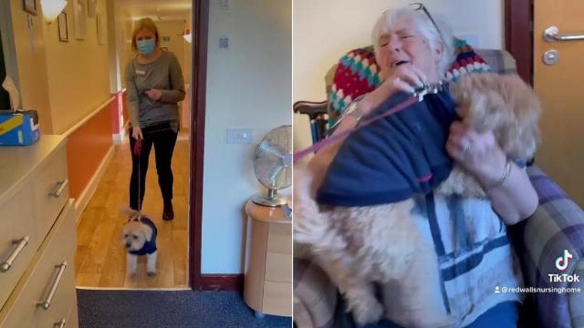 The video of the little dog Jak seeing his elderly mother