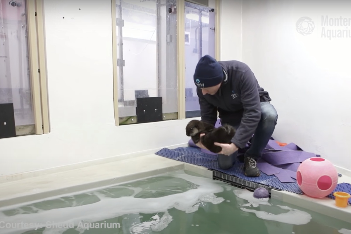 Cucciola di lontra orfana salvata dall'acquario