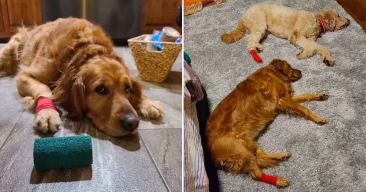 La gelosia della cagnolina Mabel