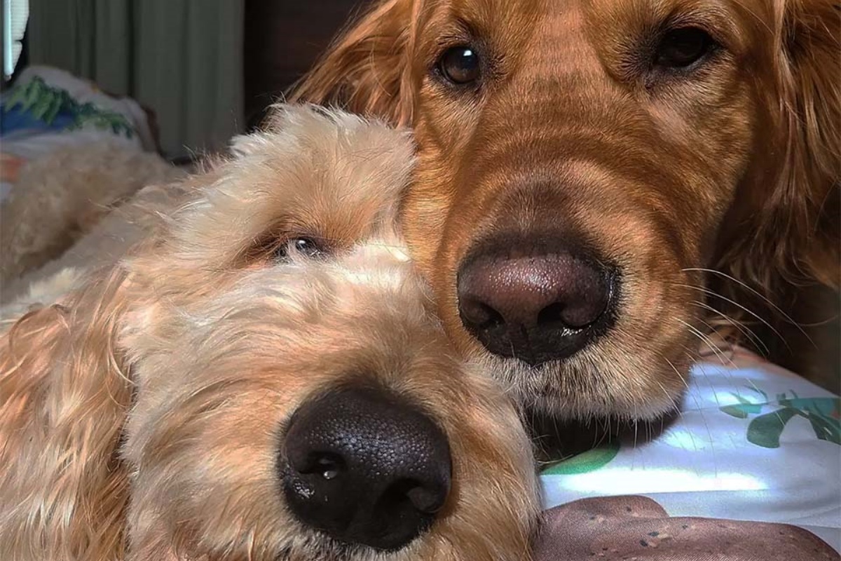 La gelosia della cagnolina Mabel