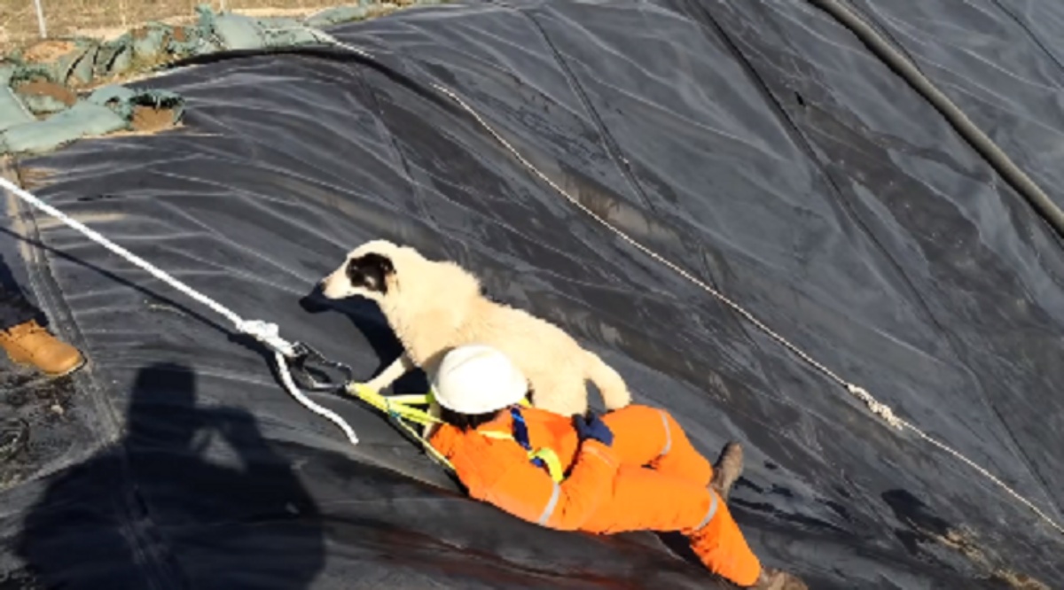 Rescuers save a mother dog and her baby