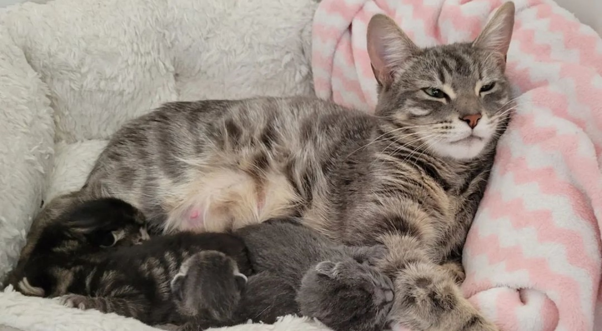 mamma gatto chiede aiuto