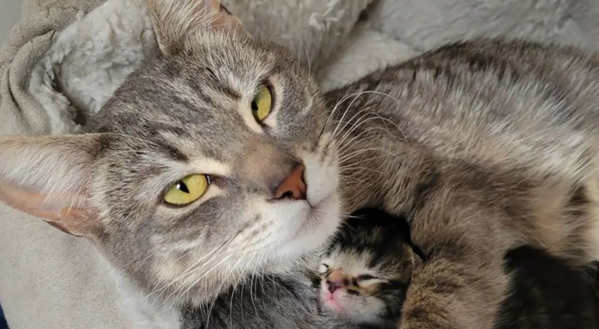 Mamma gatto entra nell’orto di una famiglia per chiedere aiuto per i suoi gattini