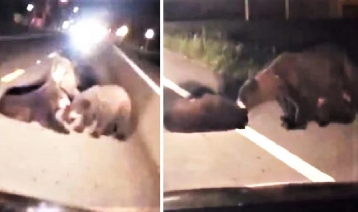 Mamma orsa viene ripresa mentre cerca di salvare il suo cucciolo ferito in mezzo alla strada