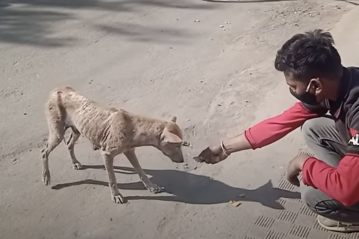 La triste storia della cagnolina Mange