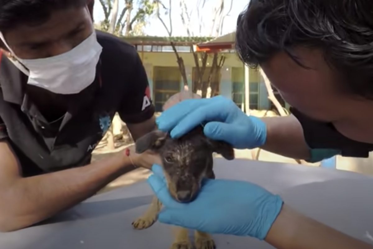 La triste storia della cagnolina Mange