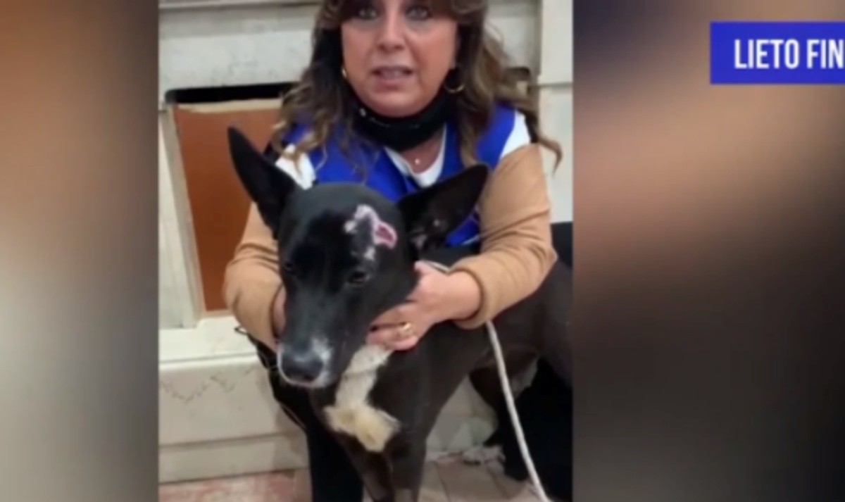 Margot, la cagnolina quasi uccisa di botte: finalmente è arrivato il suo lieto fine