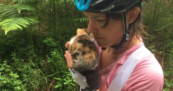 Il salvataggio di Mini Kitty