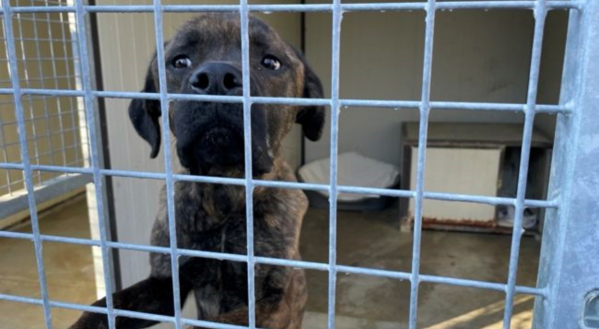 Muso, il cane adottato durante il lockdown e poi ridotto in gravi condizioni
