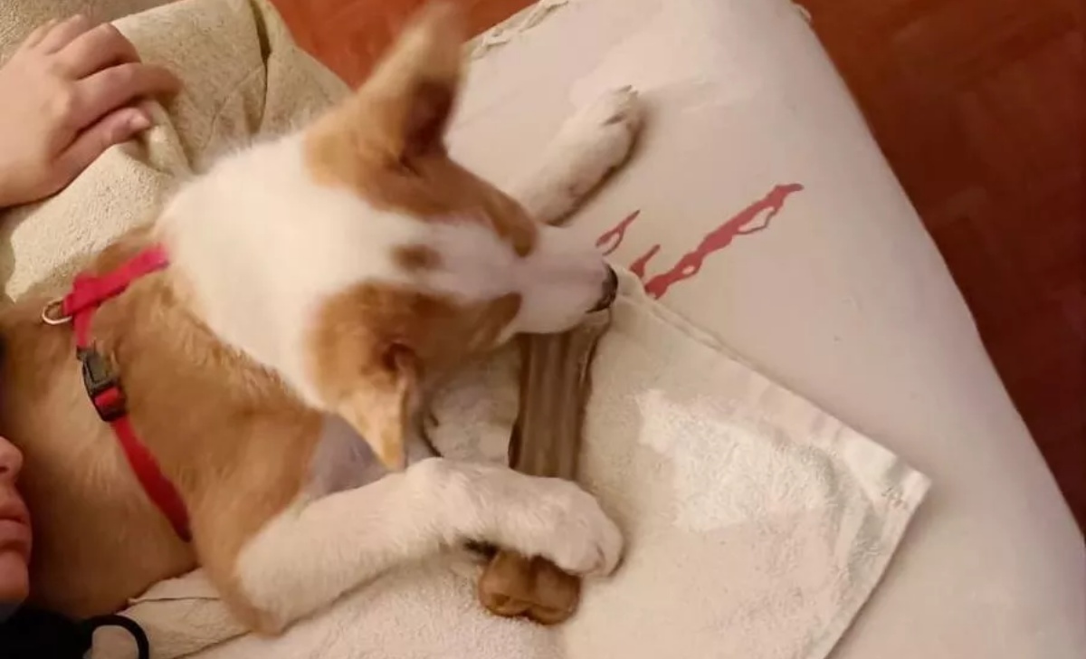La storia del cane Natalino