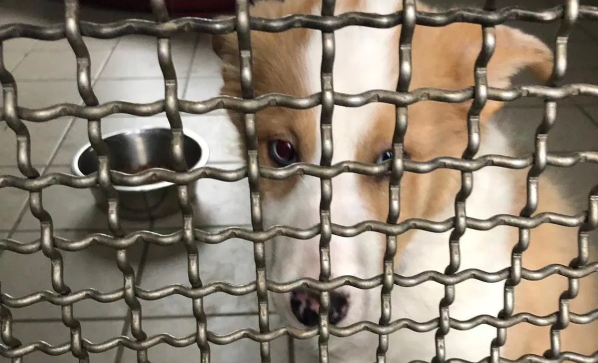 La storia del cane Natalino, un regalo di Natale indesiderato