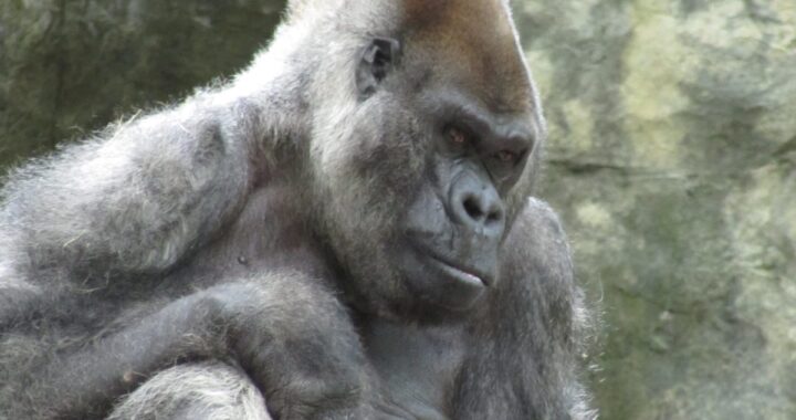 Morto il gorilla Ozzie