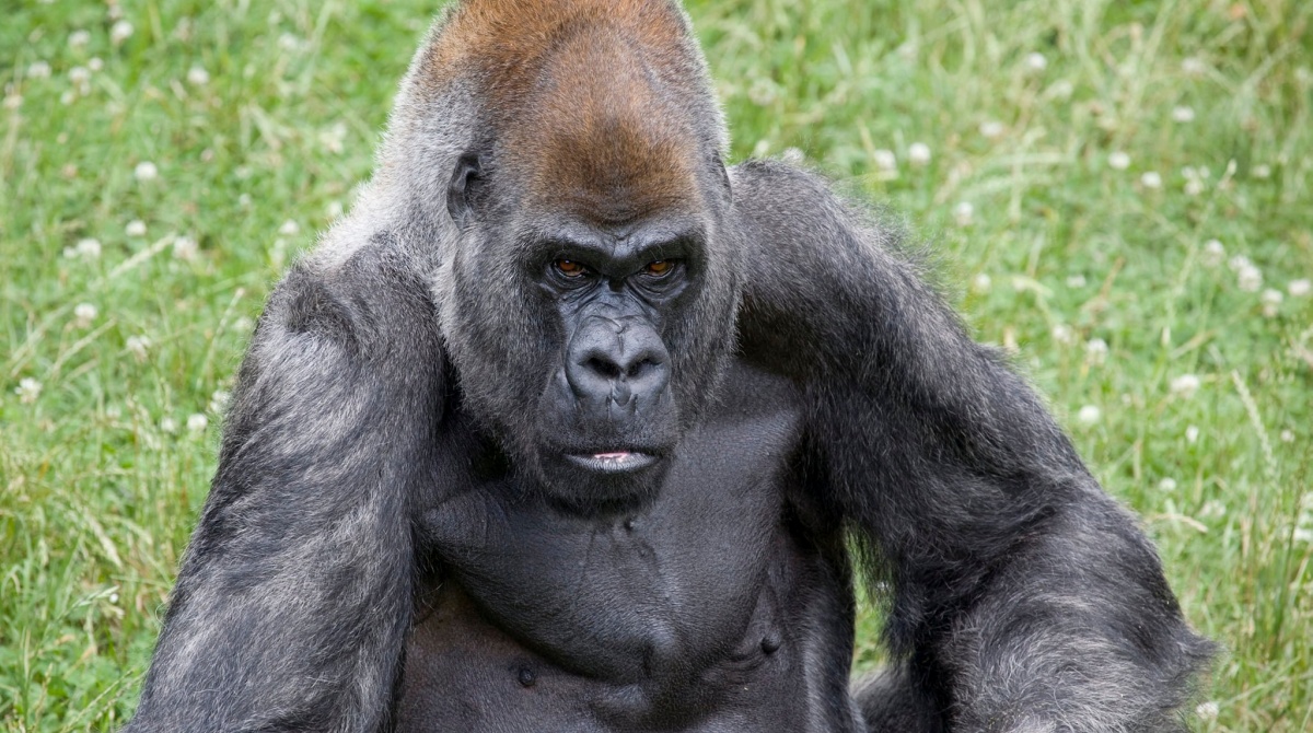 Morto il gorilla Ozzie 