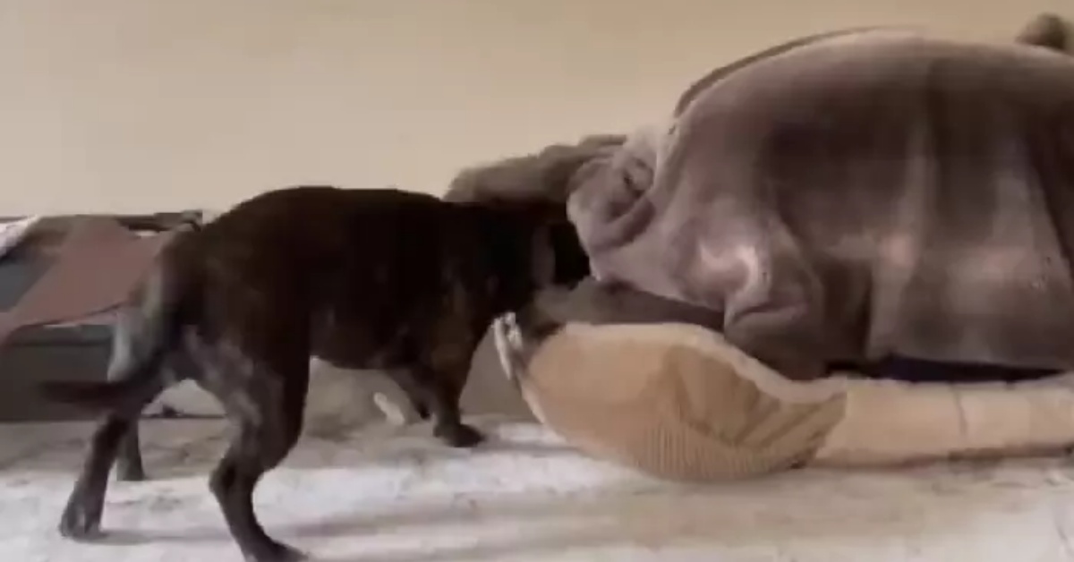 Il cane Puddy vede una strana figura nella sua cuccia: il divertente video