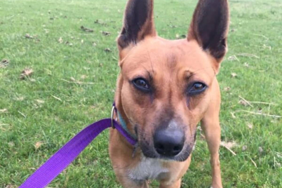 Scrappy, il cagnolino con la zampa rotta aiutato da una dottoressa dal cuore d’oro