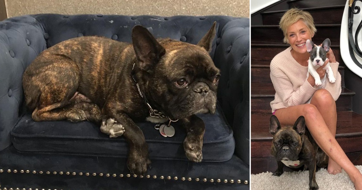 È morto il cane di Sharon Stone: il dolore dell’attrice