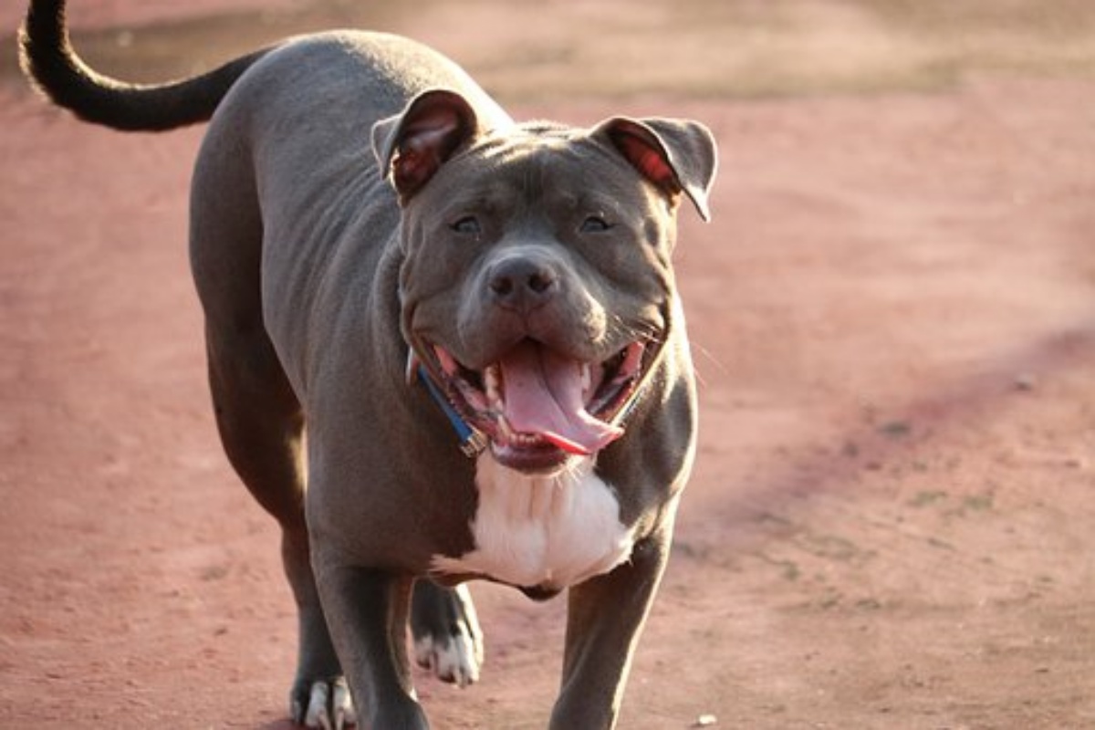 Theo Hernandez pit bull