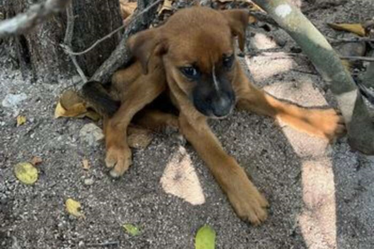 The little dog Thiago saves a hungry and abandoned puppy