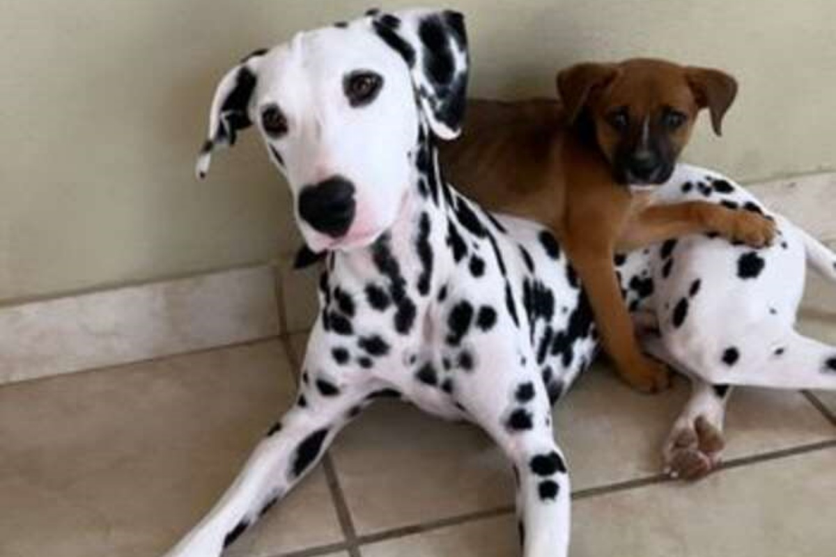 The little dog Thiago saves a hungry and abandoned puppy