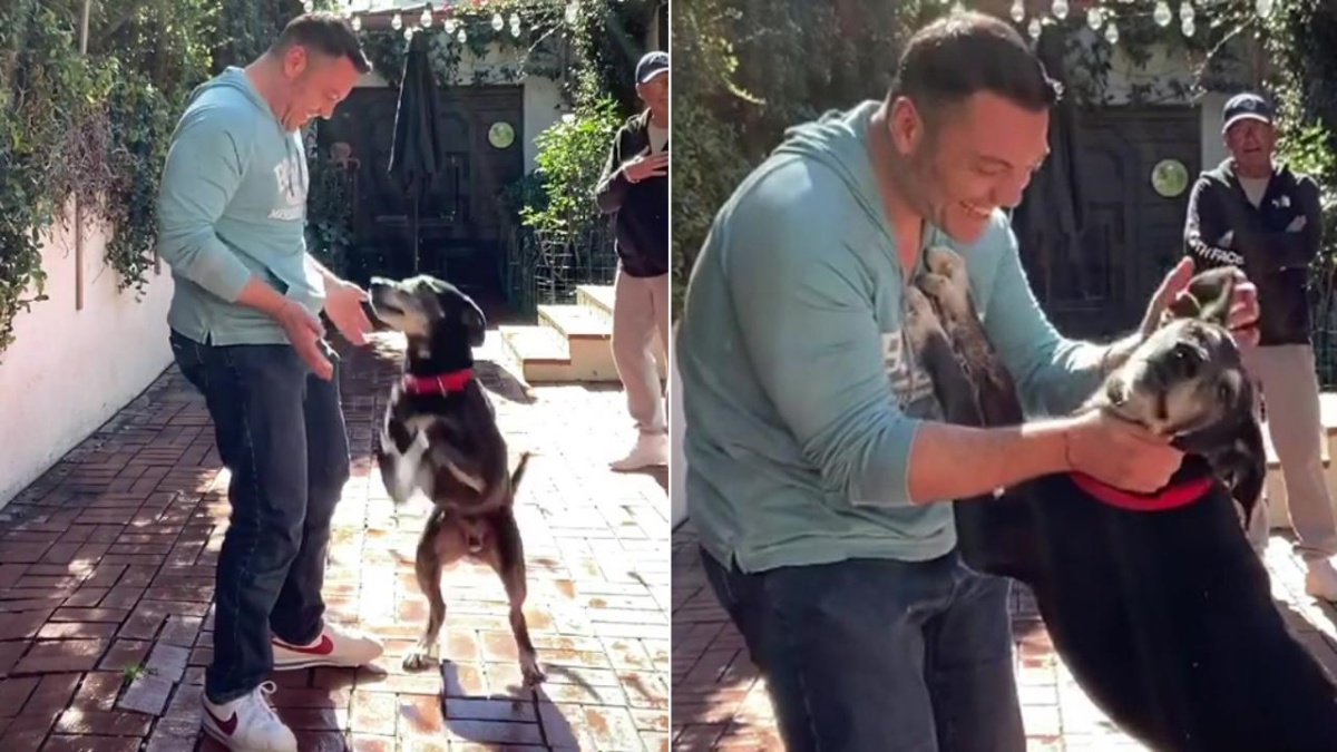 Tiziano Ferro adopts another dog