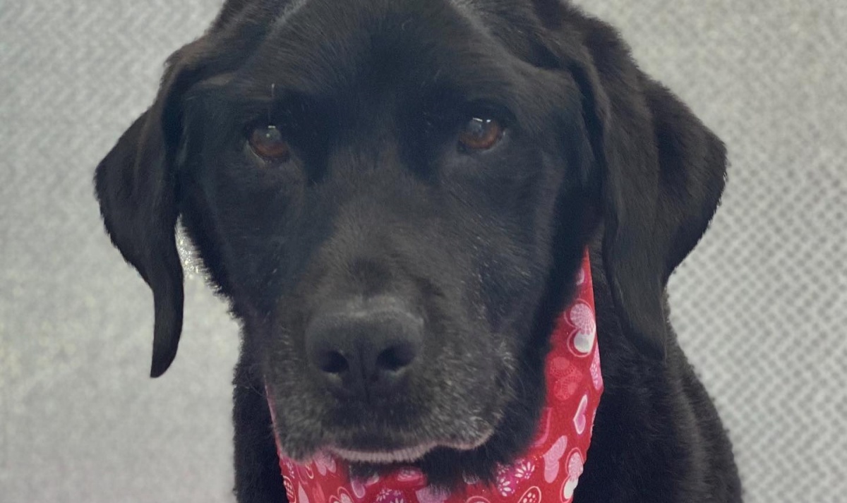 Addio al cane di Vanessa Bryant