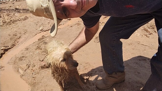 salvataggio di un cane