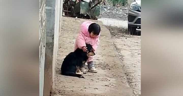 il video del cane e della bambina