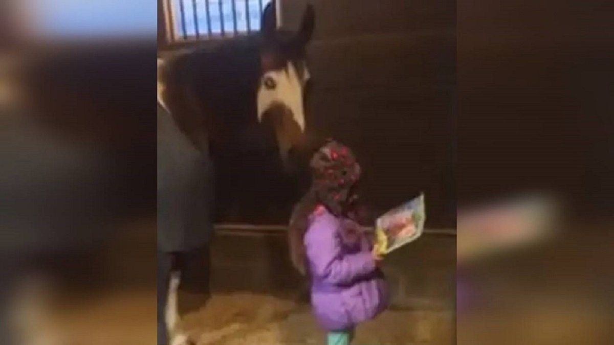 Bambina va ogni mattina nella stalla per leggere storie a un cavallo