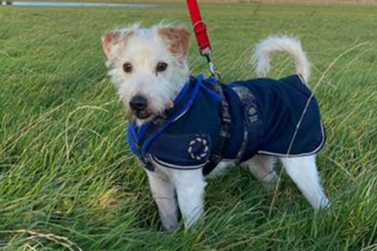 La ricerca di una casa per Buddy, il cane indesiderato dalla sua famiglia