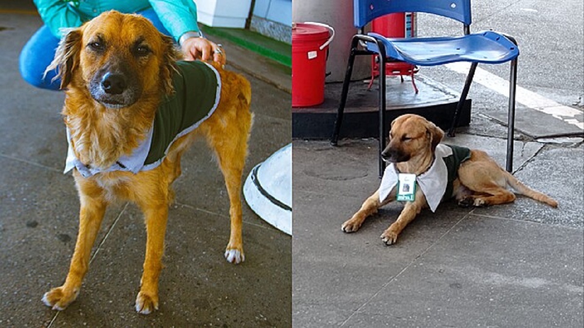 Cane adottato da una stazione di servizio