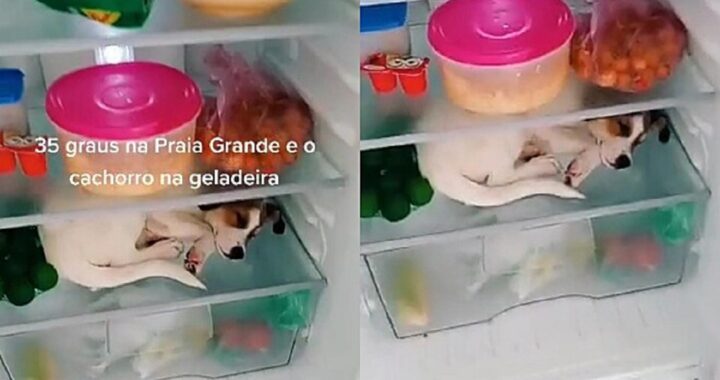 Cane dorme dentro il frigorifero