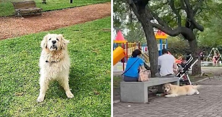Cane finge di appartenere a un'altra famiglia