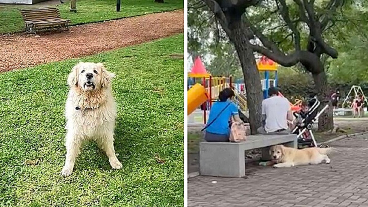 Cane finge di appartenere a un'altra famiglia