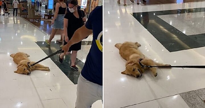 Cane pigro si sdraia sul pavimento del centro commerciale