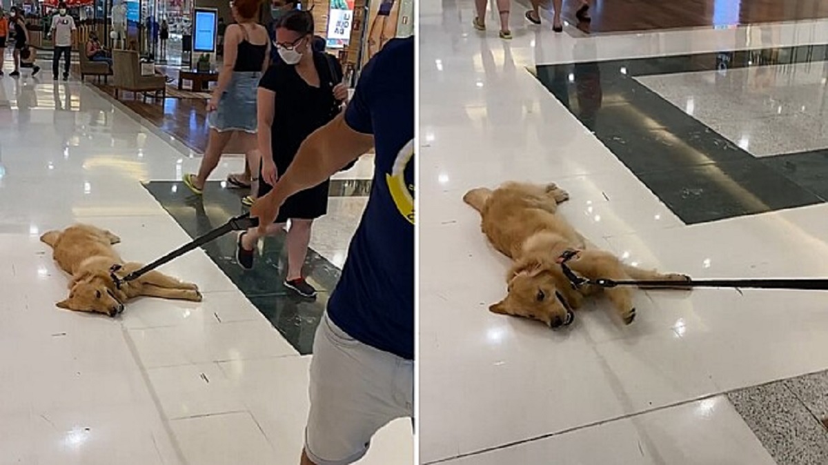 Lazy dog lies down on the floor in the mall