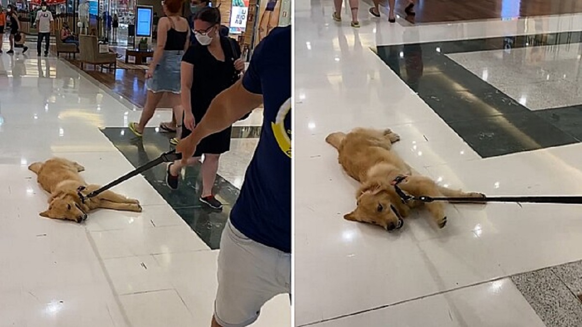 Cane pigro si sdraia sul pavimento del centro commerciale