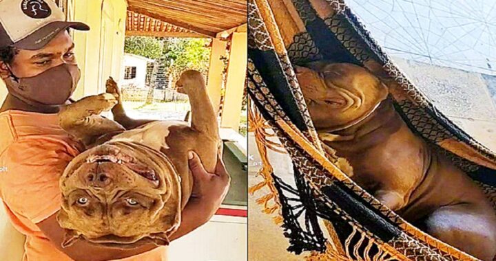 Cane pitbull gigante assonnato